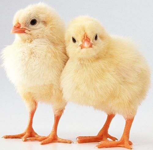 全球家禽生产持续扩张，产能过剩还远吗？