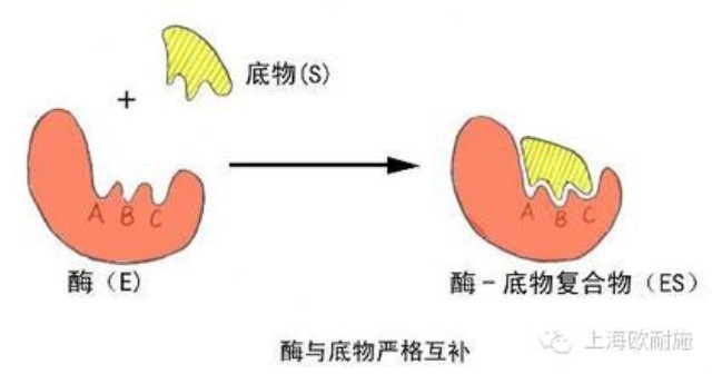 饲料酶：科学理论、实践和代谢实证