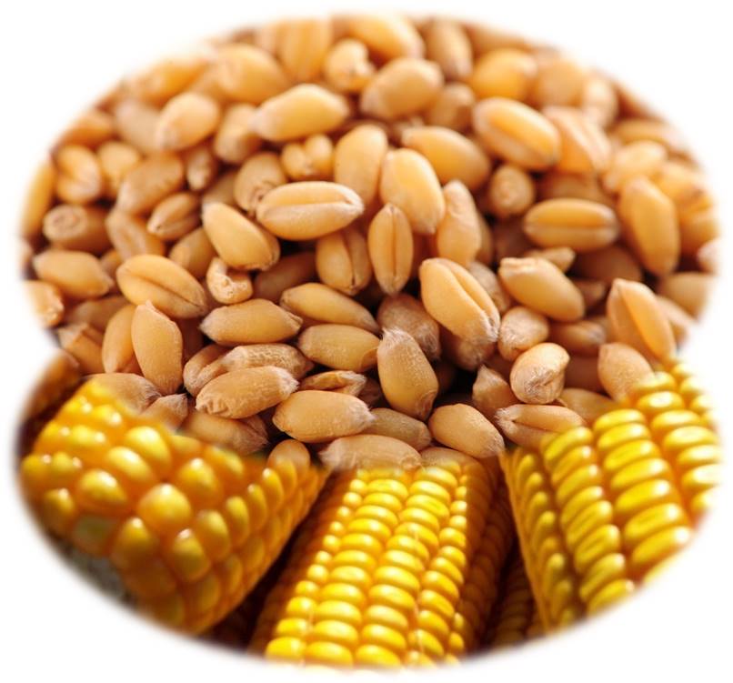 饲料行业小麦代替玉米进一步升级！