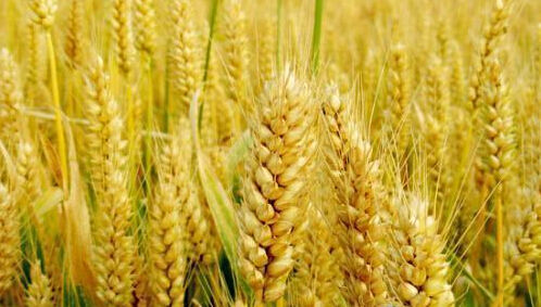 小麦代替玉米的应用推荐方案！！