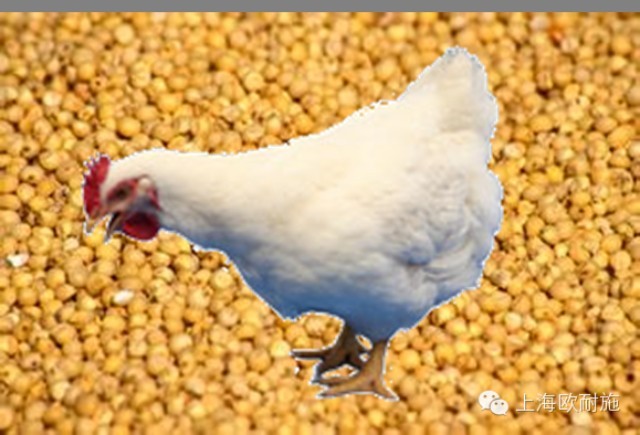 【高粱杂谈】禽料中的高粱