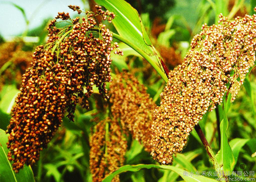 【高粱杂谈】高梁基础型日粮中提高猪禽生产性能的方法 