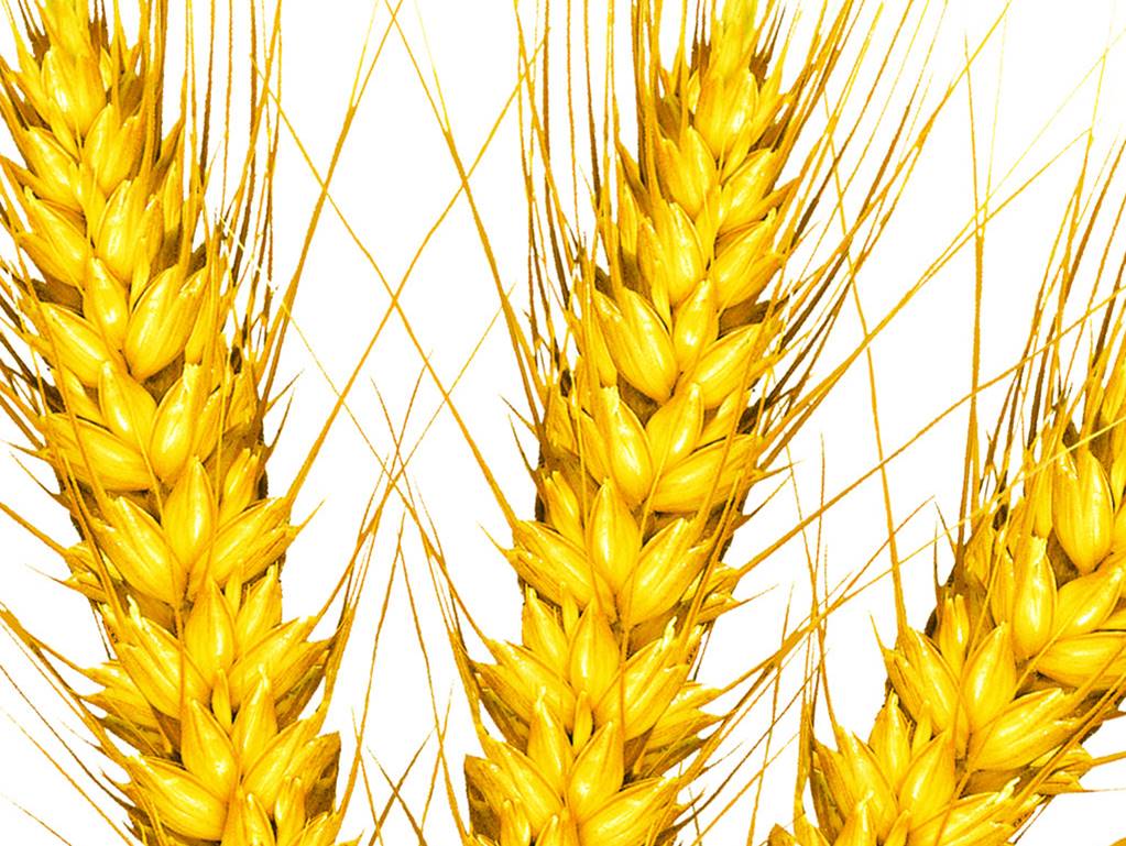 欧麦宝TM（WheazymeTM）系列